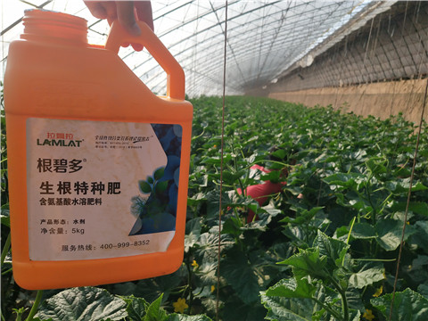 根碧多，菌劑，安碧解