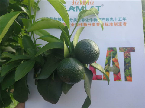 菌劑，水溶肥，