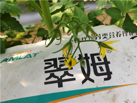 菌劑，拉姆拉