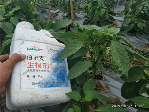 生根劑，伯示麥