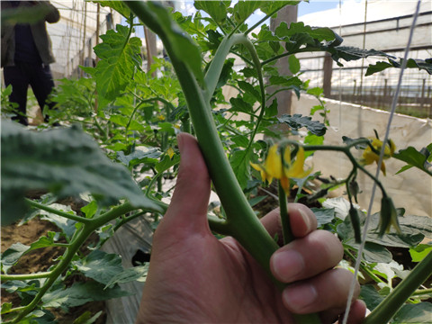 微生物菌劑 ，拉姆拉翠姆
