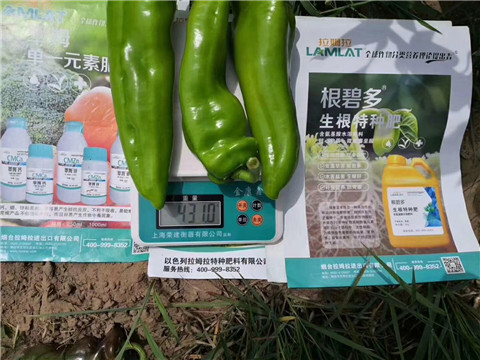 根碧多，拉姆拉