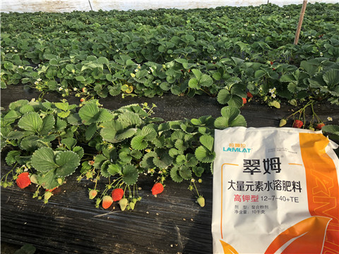 水溶肥，葉面肥，根碧多