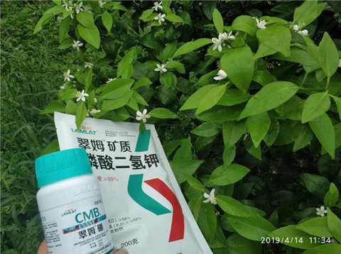 水溶肥，根碧多