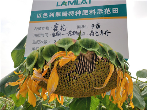 微生物菌劑，根碧多