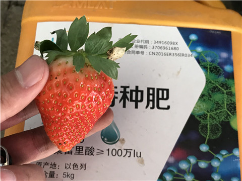 沖施肥，磷酸二氫鉀