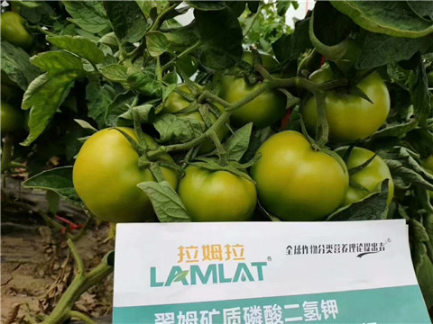 磷酸二氫鉀，鈣肥，水溶肥