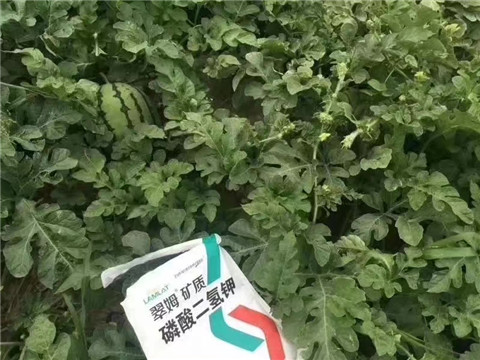 磷酸二氫鉀，硼肥，沖施肥