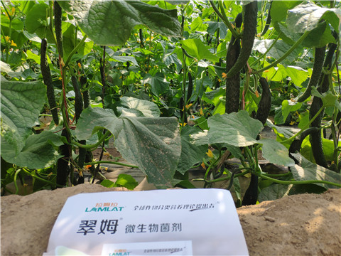 微生物菌劑，根碧多，水溶肥