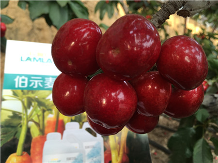 生根劑，微生物菌劑，拉姆拉，伯示麥