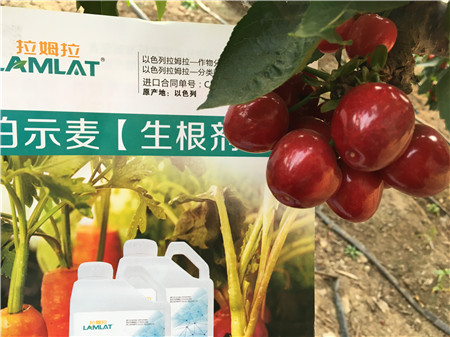 生根劑，微生物菌劑，拉姆拉，伯示麥