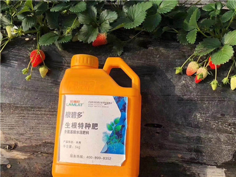 根碧多，微生物菌劑，拉姆拉