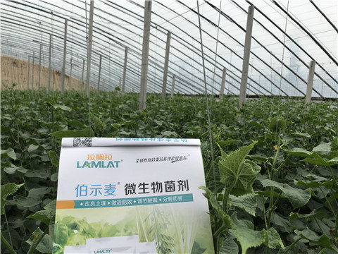 微生物菌劑，生根劑，拉姆拉