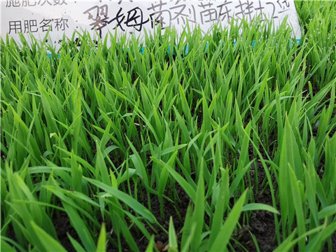微生物菌劑，拉姆拉