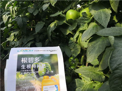 根碧多，拉姆拉