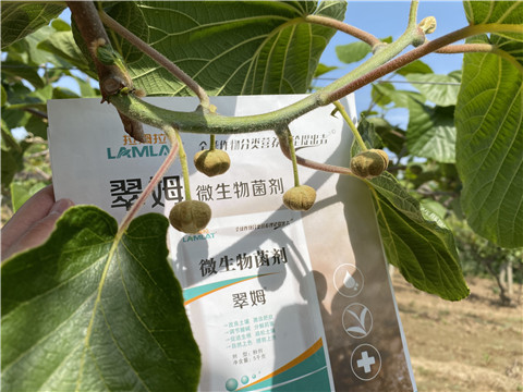 微生物菌劑，拉姆拉