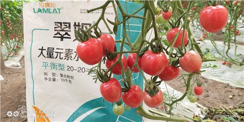 水溶肥，翠姆，拉姆拉