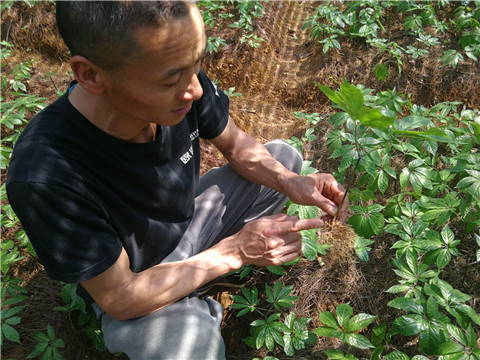 微生物菌劑，翠姆，拉姆拉