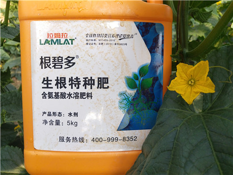 根碧多，拉姆拉