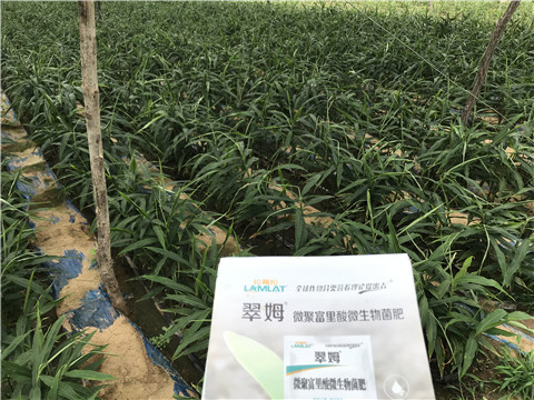 微生物菌劑，翠姆，拉姆拉