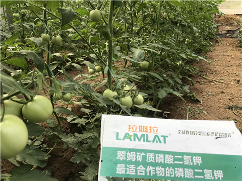 進(jìn)口水溶肥，拉姆拉，翠姆