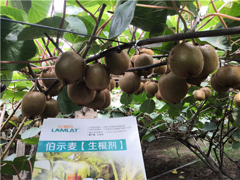 微生物菌劑，生根劑，伯示麥，拉姆拉