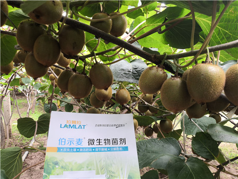 微生物菌劑，生根劑，伯示麥，拉姆拉