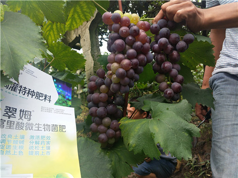 微生物菌劑，拉姆拉，翠姆