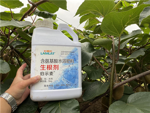 水溶肥，生根劑，微生物菌劑，伯示麥，拉姆拉