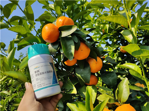 葉面肥，拉姆拉，翠姆