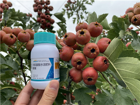 葉面肥，拉姆拉，翠姆