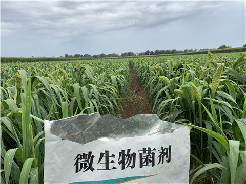 微生物菌劑，拉姆拉，翠姆