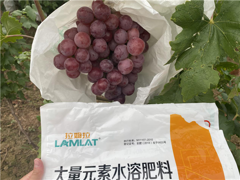 大量元素水溶肥，拉姆拉，翠姆