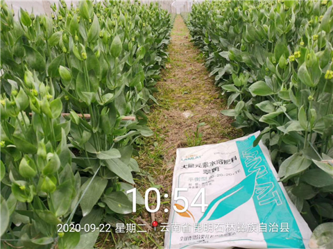 大量元素水溶肥，拉姆拉，翠姆