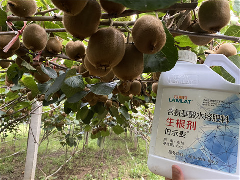 進(jìn)口水溶肥，拉姆拉，伯示麥