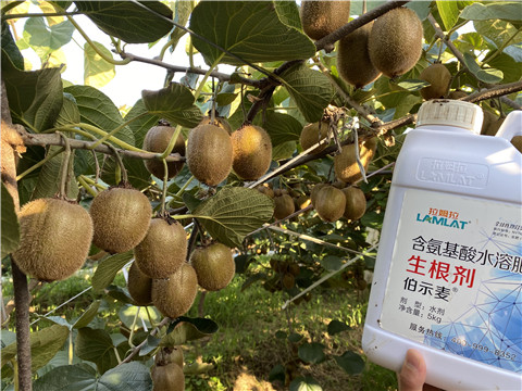進(jìn)口水溶肥，拉姆拉，伯示麥