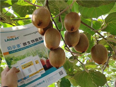 進(jìn)口水溶肥，拉姆拉，伯示麥