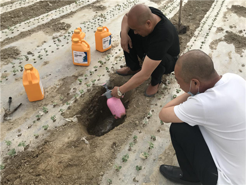棉花，水溶肥，拉姆拉，翠姆