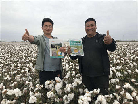 棉花，水溶肥，拉姆拉，翠姆