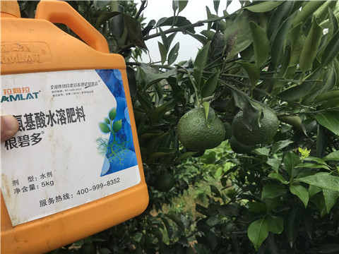 水溶肥，拉姆拉，翠姆