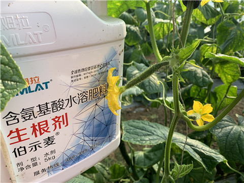 水溶肥，拉姆拉，伯示麥