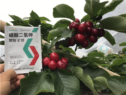 水溶肥，拉姆拉，翠姆