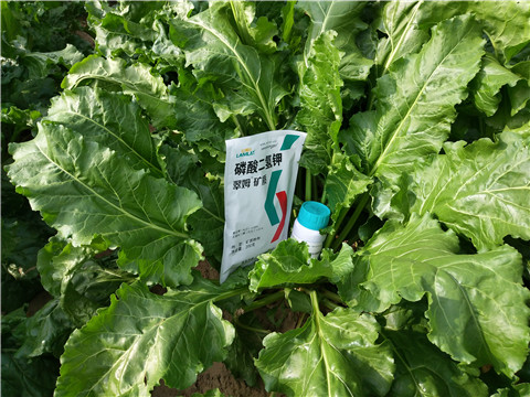 水溶肥，拉姆拉，翠姆