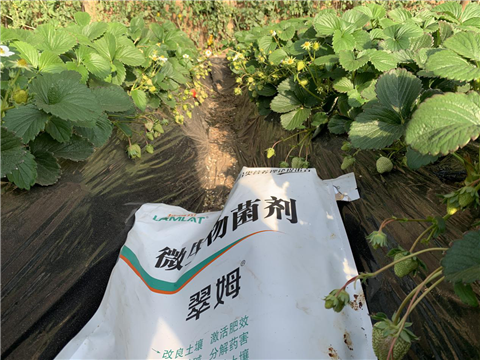 水溶肥，拉姆拉，翠姆