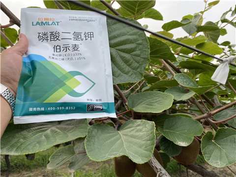 磷酸二氫鉀，拉姆拉，伯示麥