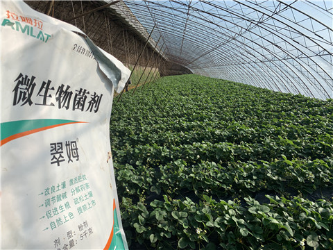 微生物菌劑，拉姆拉，翠姆