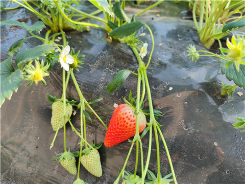 微生物菌劑，拉姆拉，翠姆