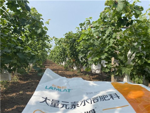 大量元素水溶肥，拉姆拉，翠姆