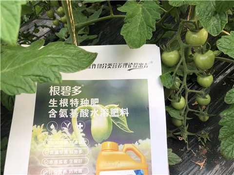 水溶肥，拉姆拉，翠姆