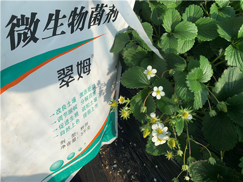 微生物菌劑，拉姆拉，翠姆